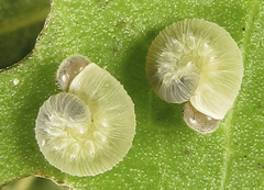 Abia nitens