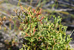 Synaphea polymorpha