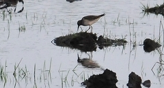Calidris melanotos