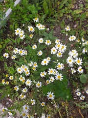 Tripleurospermum inodorum