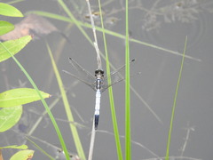 Orthetrum albistylum speciosum