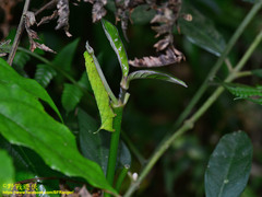 Macroglossum poecilum