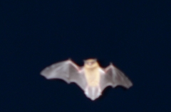 Pipistrellus pipistrellus
