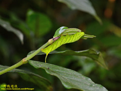 Macroglossum poecilum