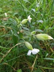 Silene latifolia