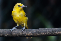 Icterus nigrogularis curasoensis