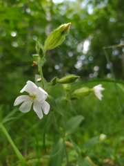 Silene latifolia