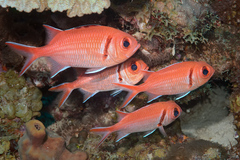 Blackbar Soldierfish photo 2