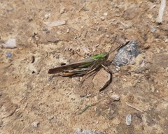 Aiolopus thalassinus tamulus