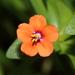 Common Scarlet Pimpernel - Photo (c) chausinho, some rights reserved (CC BY-NC-SA)