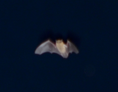Pipistrellus pipistrellus