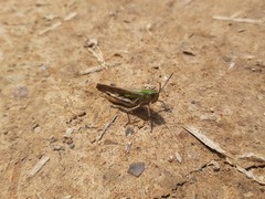 Aiolopus thalassinus tamulus