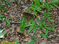 Papilio castor formosanus