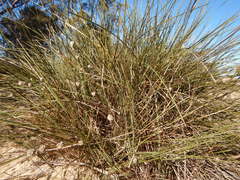 Lomandra leucocephala