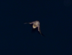 Pipistrellus pipistrellus