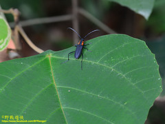 Prothema ochraceosignata