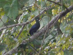 Tauraco macrorhynchus