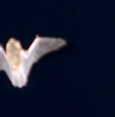 Pipistrellus pipistrellus