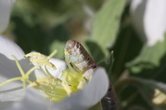 Euproserpinus phaeton