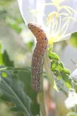 Euproserpinus phaeton