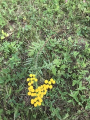 Tanacetum vulgare