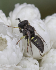 Oxybelus bipunctatus