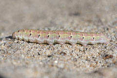 Euproserpinus phaeton