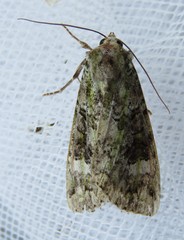 Anaplectoides prasina