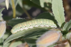Euproserpinus phaeton
