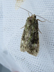 Anaplectoides prasina