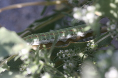 Euproserpinus phaeton