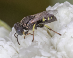 Oxybelus bipunctatus