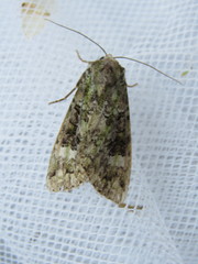 Anaplectoides prasina