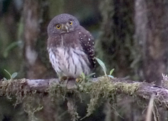 Glaucidium nubicola