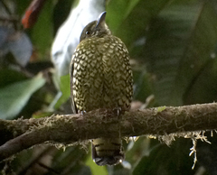 Ampelioides tschudii