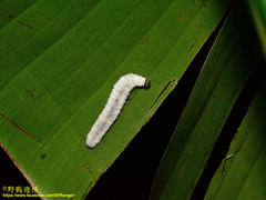 Erionota torus