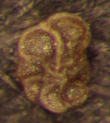 Entzia macrescens