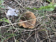 Paxillus involutus