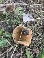Paxillus involutus