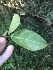 Ficus fraseri