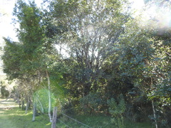 Ficus fraseri
