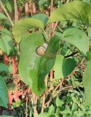 Cepaea nemoralis