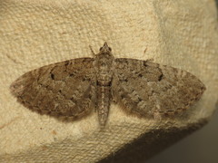 Eupithecia intricata