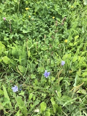 Cichorium intybus