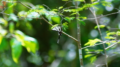 Protographium epidaus fenochionis
