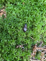 Pterostichus burmeisteri