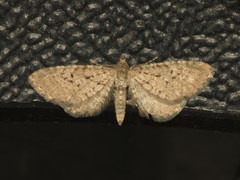 Eupithecia intricata