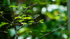 Protographium epidaus fenochionis