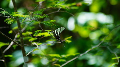 Protographium epidaus fenochionis