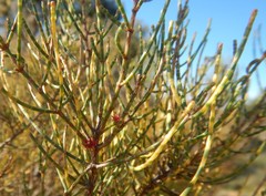 Allocasuarina muelleriana